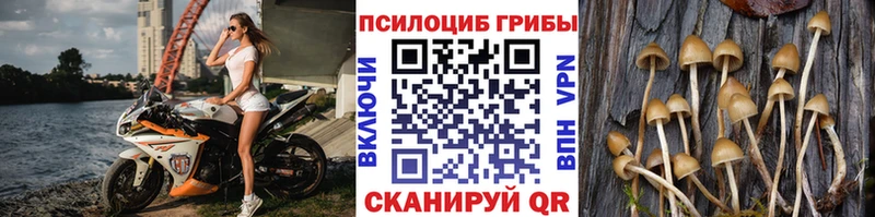 Псилоцибиновые грибы Psilocybine cubensis  Купить где  Звенигород 